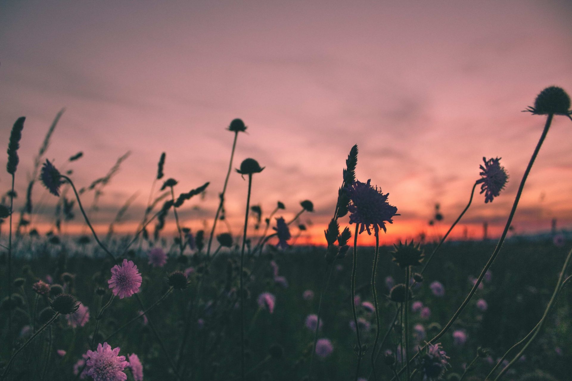 Sacred Purple Flowers Bloom During Golden Hour